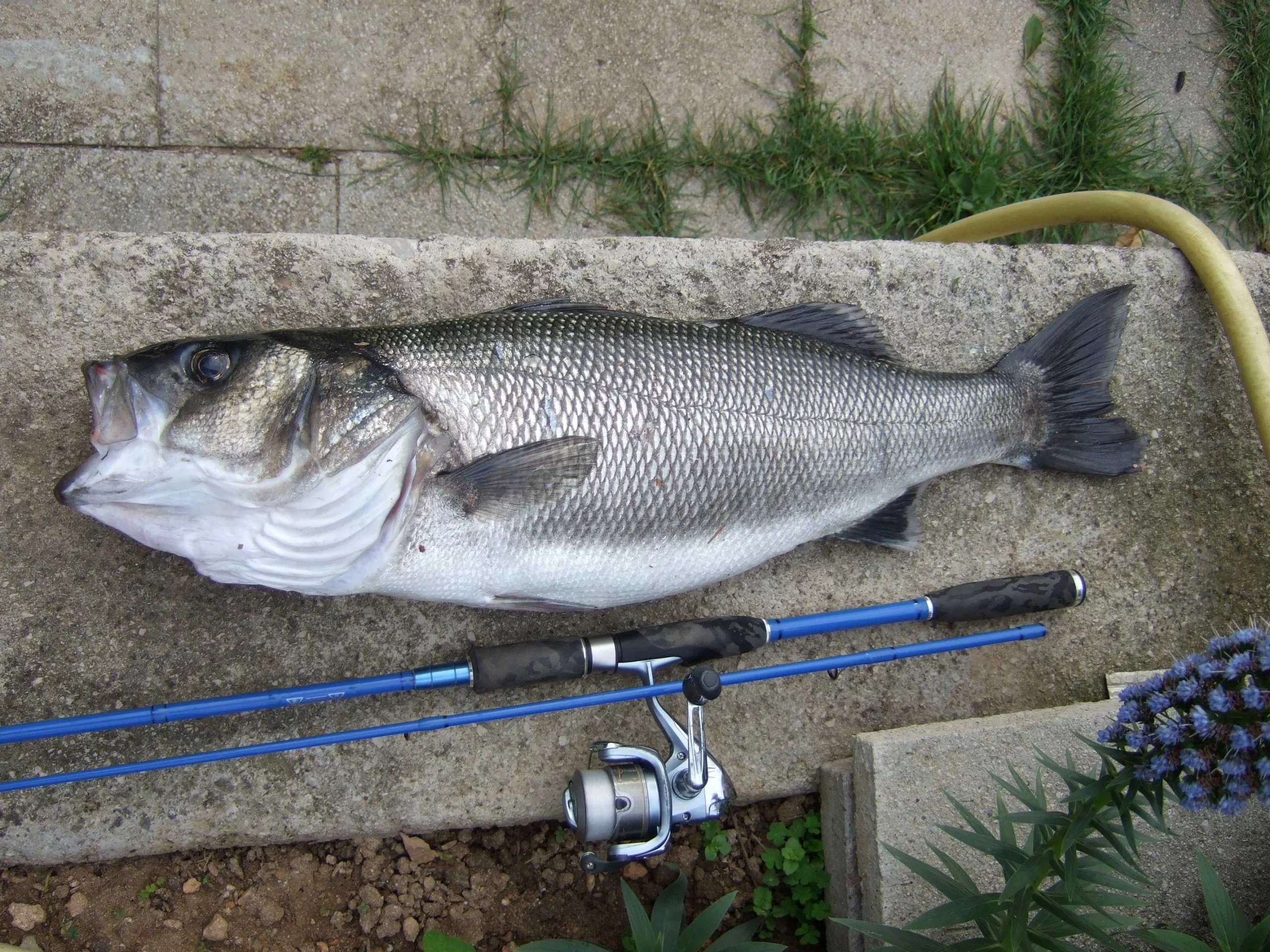 Loup St-Jean 5Kg