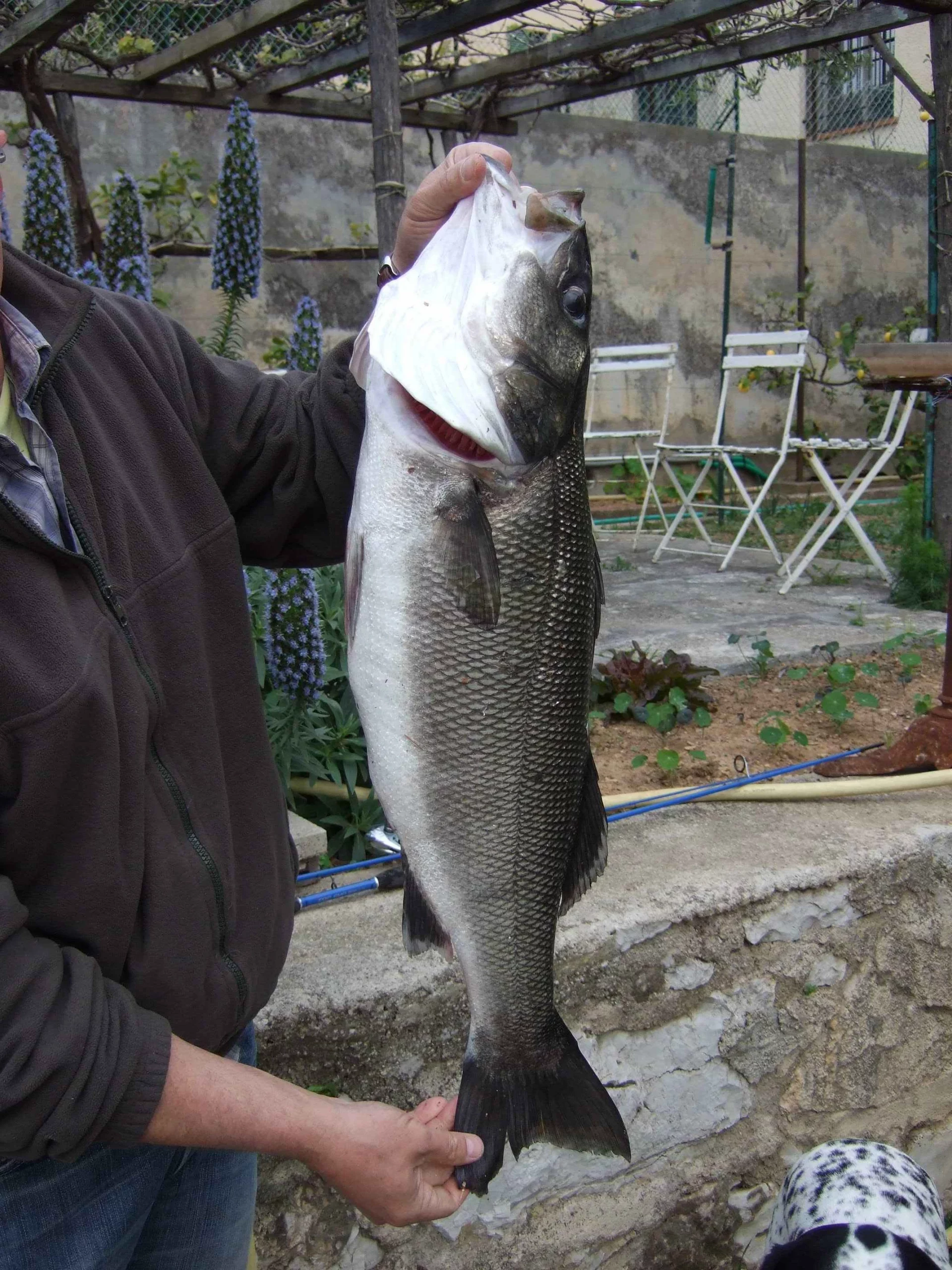 Loup St-Jean 5Kg