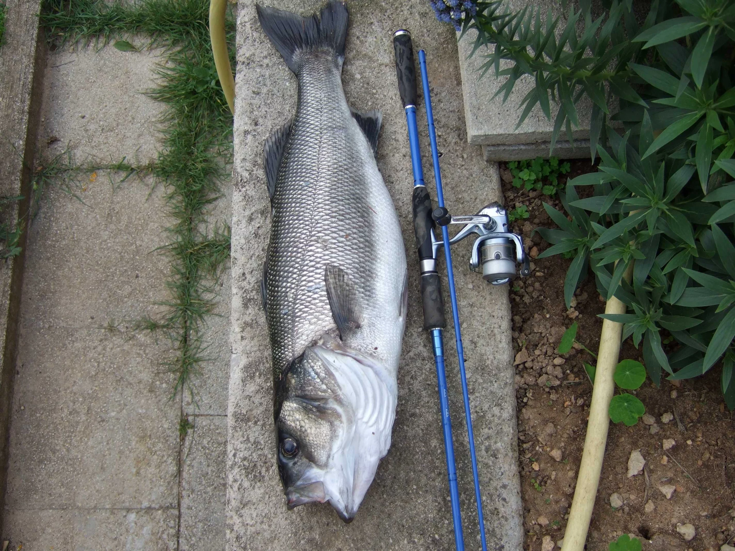 Loup St-Jean 5Kg
