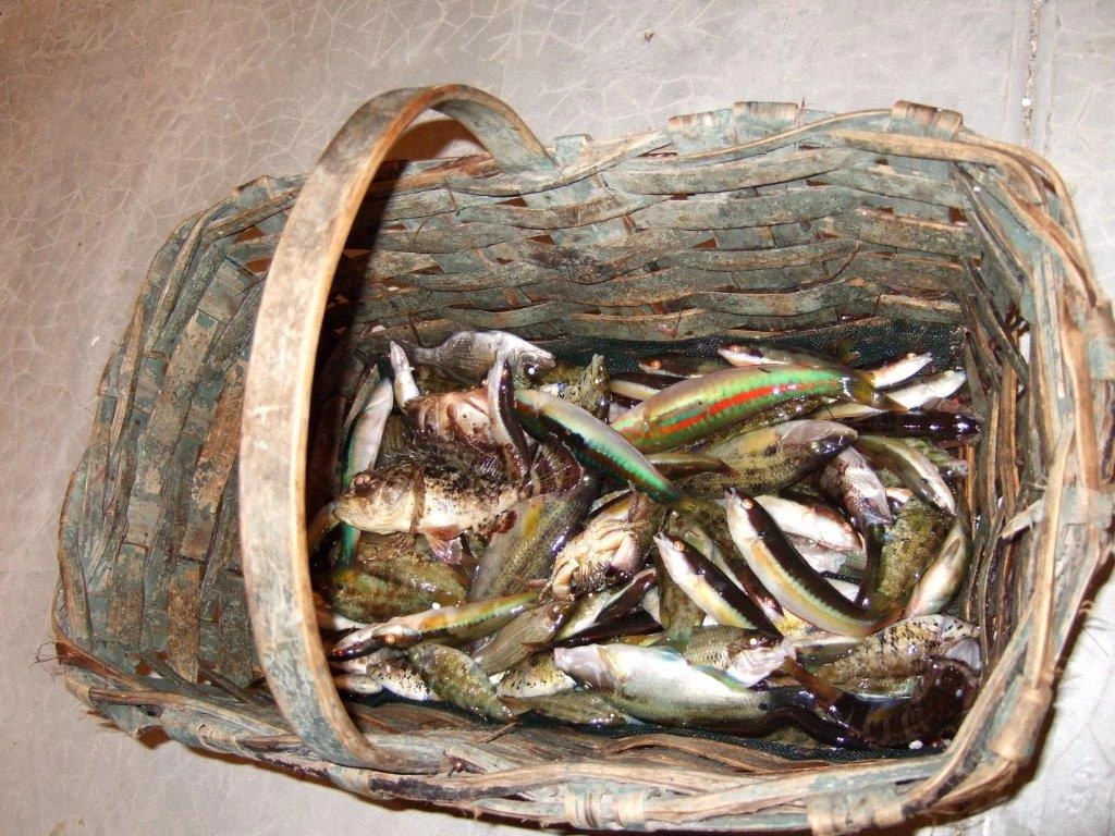 Soupe de poisson
