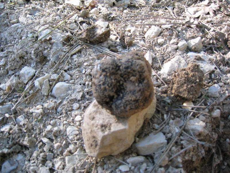 Truffes