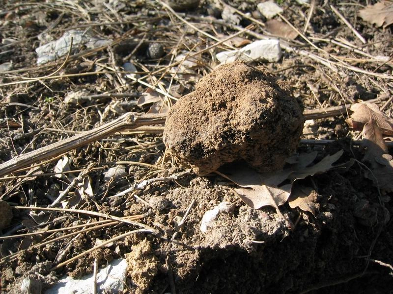 Truffes