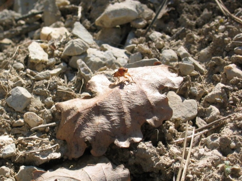 Truffes
